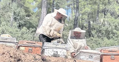 Arıcılar çam balı rekoltesinden memnun