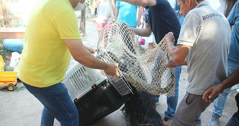 Bodrum’da mahalleyi ayağa kaldıran iguana! Yaşlı kadın uyanınca şok yaşadı