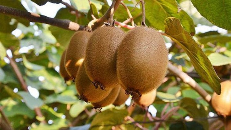 Şeker hastaları hangi meyveleri tüketmelidir?