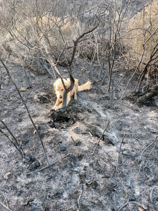 Yangının çıktığı noktayı ‘Kadro’ buldu! Bunu yapabilen tek köpek