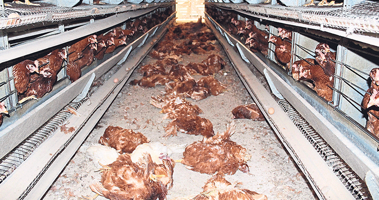 Yedieminde tavuk katliamı