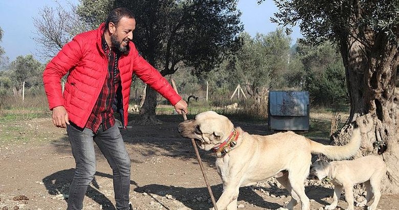 Köpek saldırırsa ne yapmalıyız? İşte kurtulmak için en iyi yöntem...