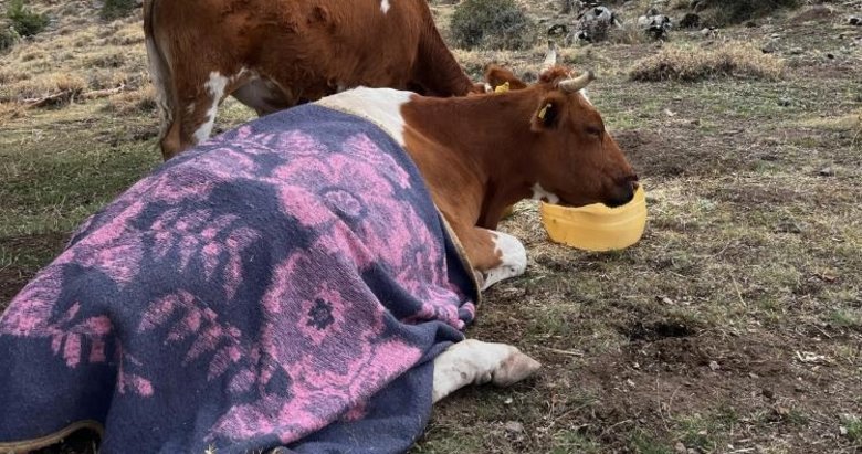 Uçurumdan düşen inek için Vali devreye girdi! Kurtarma operasyonu 2 gün sürdü