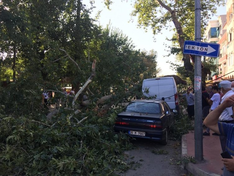 İzmir’de Tire’de ortadan ayrılan ağaç otomobilin üzerine devrildi
