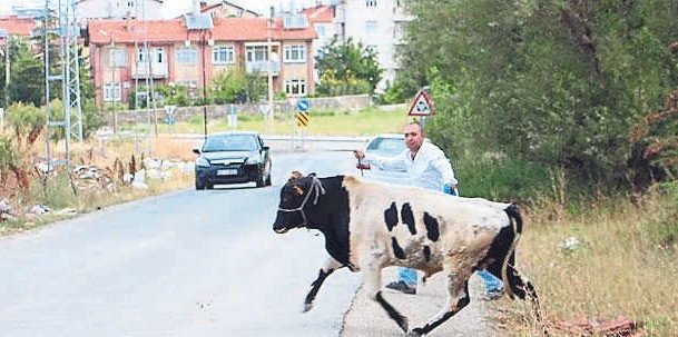 kurbanlik-hayvanlar-ortaligi-birbirine-katti-1779912625921.jpeg