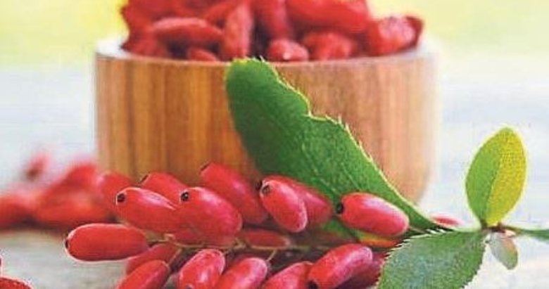 Berberin bitkisi tümörü baskılayıcı etki gösterdi