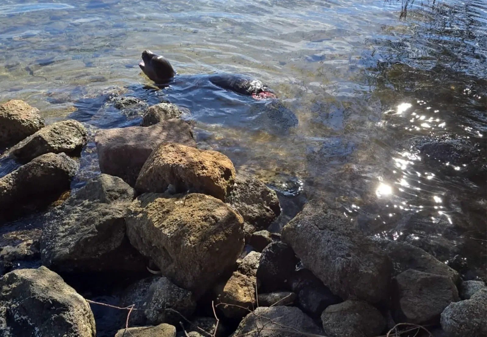 Muğla'da yaralanan yavru keşiş foku öldü