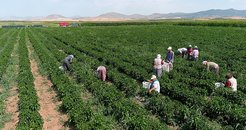 Kütahya’da "yetişmez" denilen arazide günde 14 ton biber üretiyor