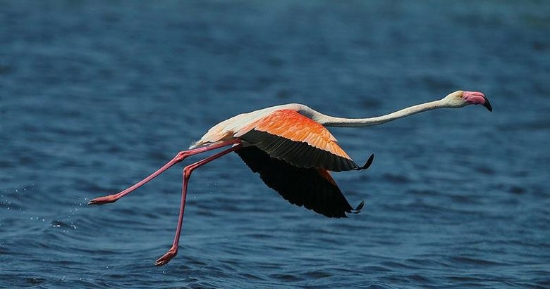 Gediz Deltası’nda baharla hareketlenen kuşların dünyası kayıt altına alınıyor