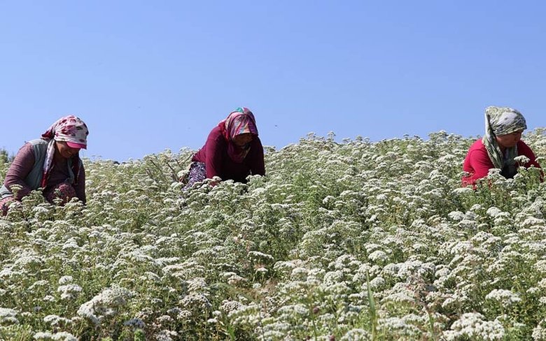 Dünyanın kekik ihtiyacı Denizli’den karşılanıyor