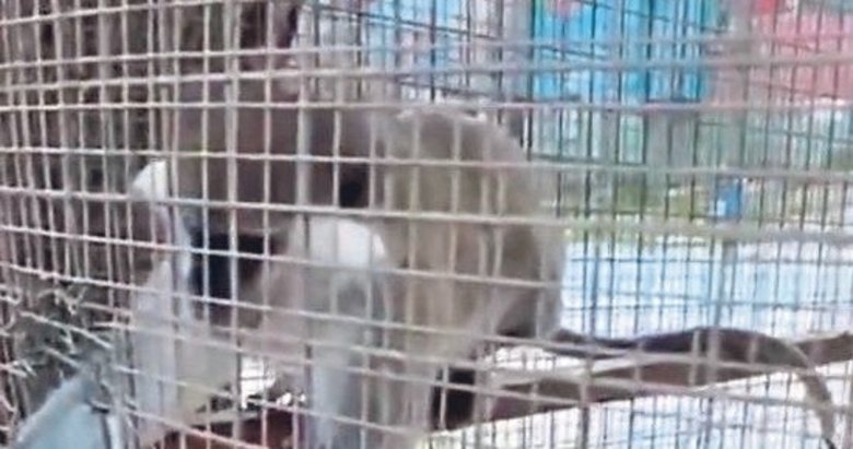 Denizli’de 3 örümcek maymunu koruma altında