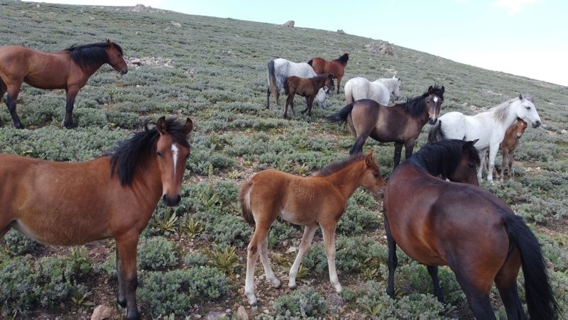Yılkı atları tüm güzellikleriyle drone ile havadan görüntülendi