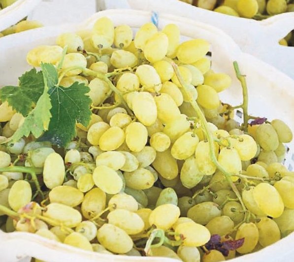 Dünyaca ünlü Manisa üzümünden alternatif ürünler