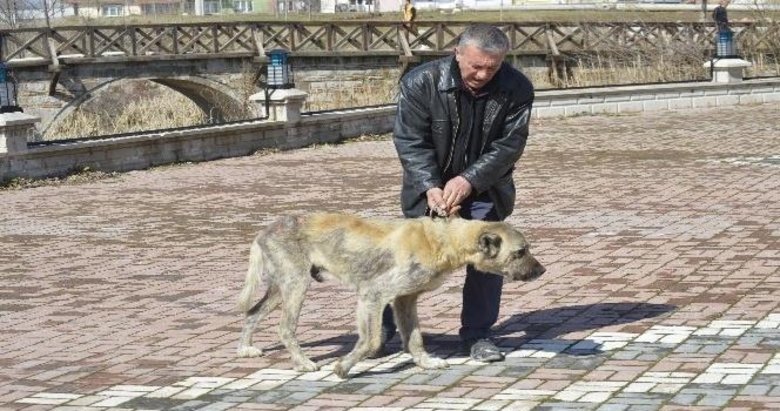 sokak kopegi bakimevine teslim edildi kutahya haberleri