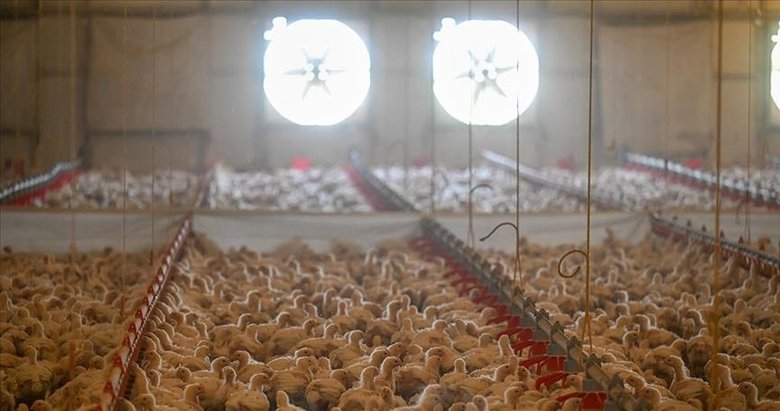 TÜİK açıkladı! Tavuk eti üretimi arttı