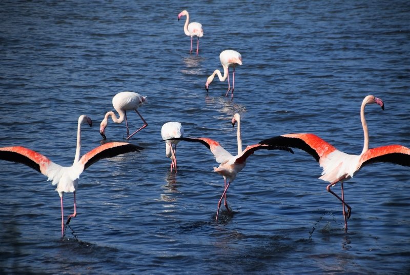 Aliağa’da flamingoların görüntüsü hayran bırakıyor