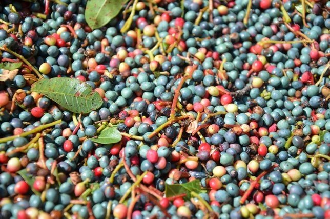 Çitlembik nedir? Çitlembiğin faydaları nelerdir?