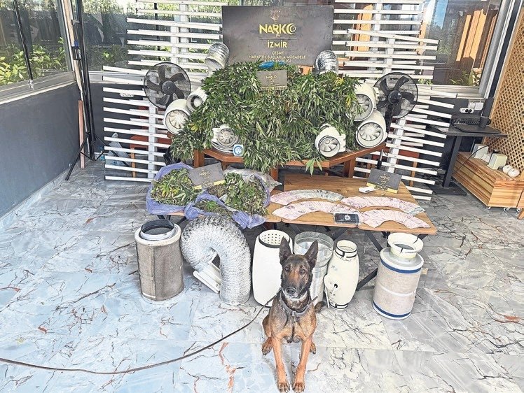 Villada zehir tarlası