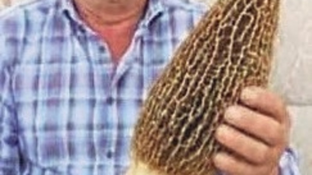 1 kilo 850 gramlık dev kuzugöbeği şaşırttı