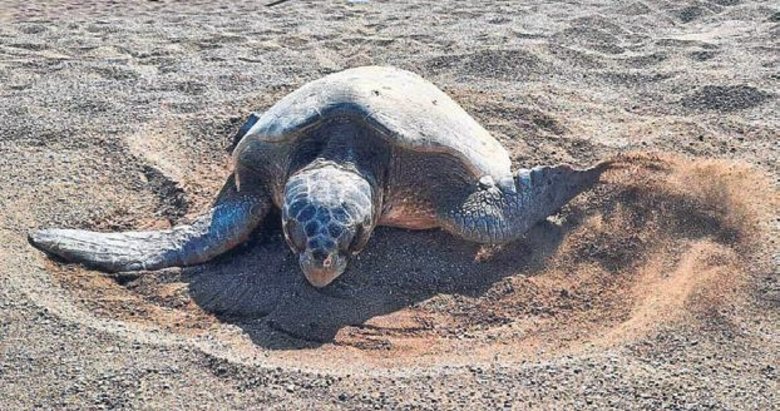 Yuva sayısı 500’e ulaştı