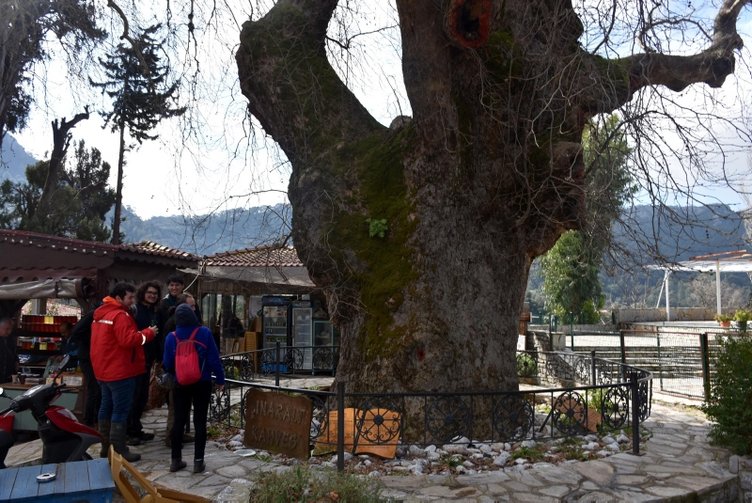 Tarihi çınar ağacı, yöre ekonomisine katkı sağlıyor