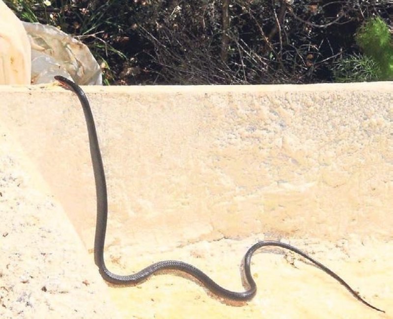 kusadasi nda karayilan istilasi aydin
