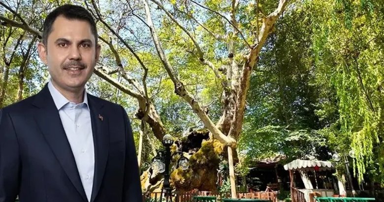 Bakan Kurum, Muğla’daki anıt ağacın hikayesini paylaştı