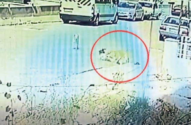 2 kardeş 3 gün arayla köpek saldırısına uğradı