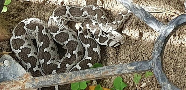 Kuşadası’nda şeritli engerek yılanına kediler saldırdı