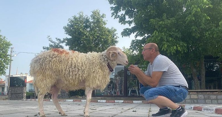 Cancan adını verdiği koçuna tasma takıp sokaklarda geziyor! Yürek ısıtan dostluk