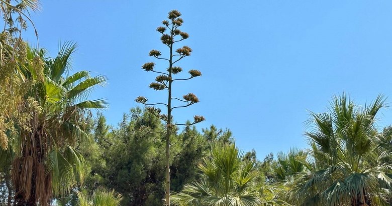 Bu bitkiyi koparmanın cezası 387 bin lira! Çok nadir bulunuyor...