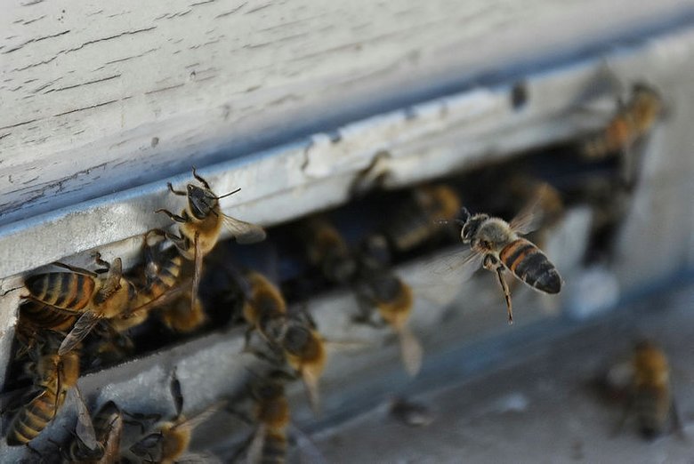 Manisa’da arı sokmasından 2 kişi hayatını kaybetti! Arı sokmasına karşı ne yapılmalı?