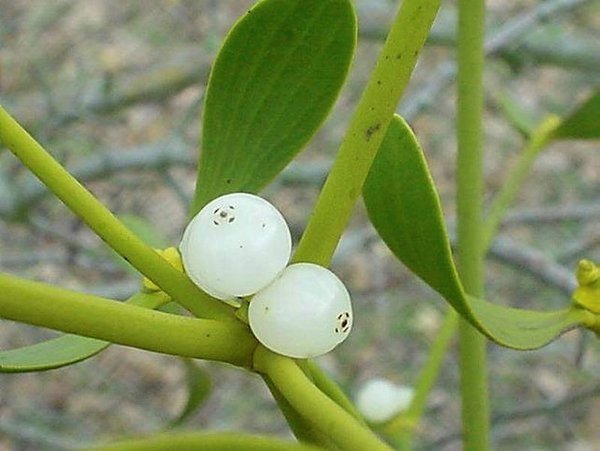 Ökse otunun faydaları nelerdir? Ökse otu nasıl kullanılır?