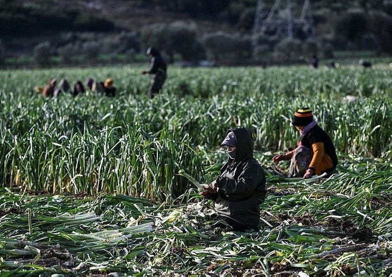 İzmir’de yağışlar çiftçinin yüzünü güldürdü: Hasat başladı