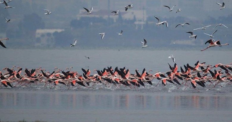 Gediz Deltası’nda sonbahar göçündeki 65 su kuşu türü kayıt altına alındı