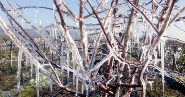 Meteoroloji’den İzmir’in bazı ilçeleri için ’zirai don’ uyarısı