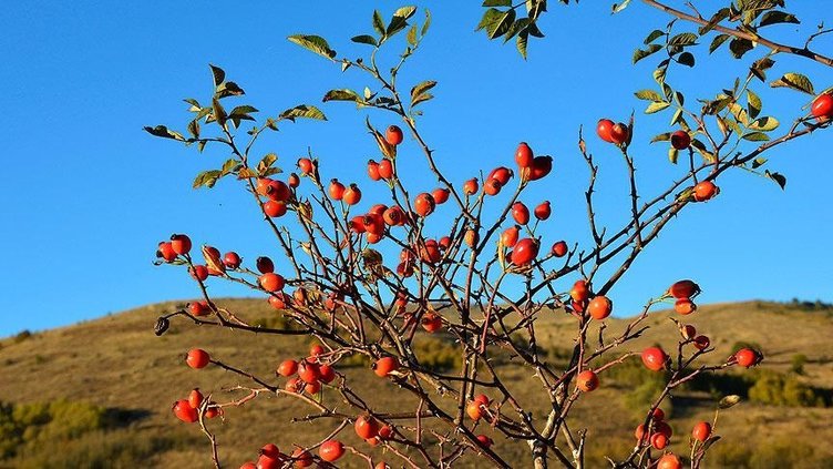 İbni Sina’nın önerdiği şifalı bitkiler: Bu bitkileri yiyen hasta olmuyor