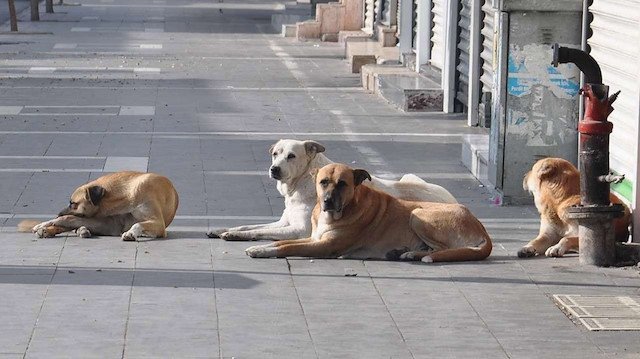Köpeklerin saldırdığı adamdan belediye başkanına yasayı uygula çağrısı