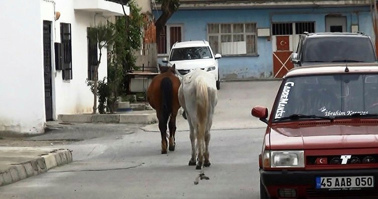 Manisa’da iplerinden kurtulan atlar trafiğe daldı