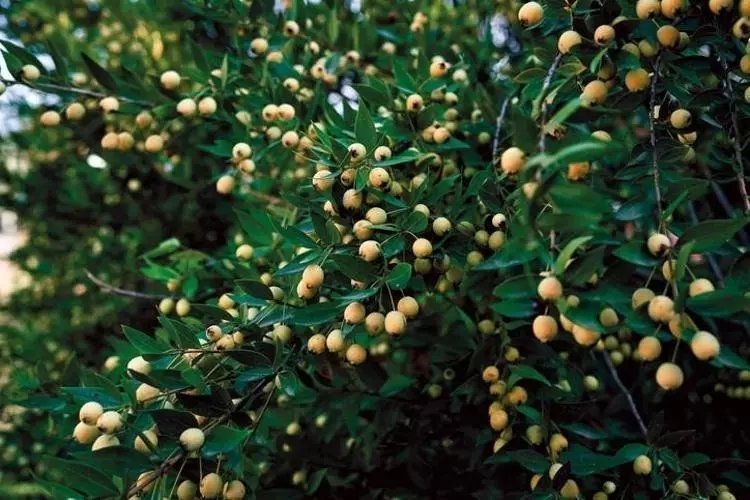 Hambales Murt neye iyi gelir? Faydaları nelerdir?