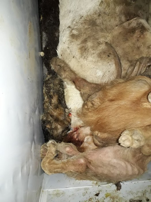 Seferihisar Hayvan Barınağı içler acısı durumda