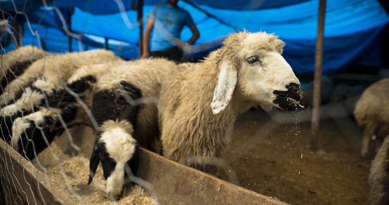 satin alinan kurban olurse ne olur yasam haberleri