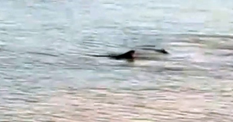 Muğla’da korkutan görüntü! Kıyıya yakın alanda iki köpek balığı görüldü