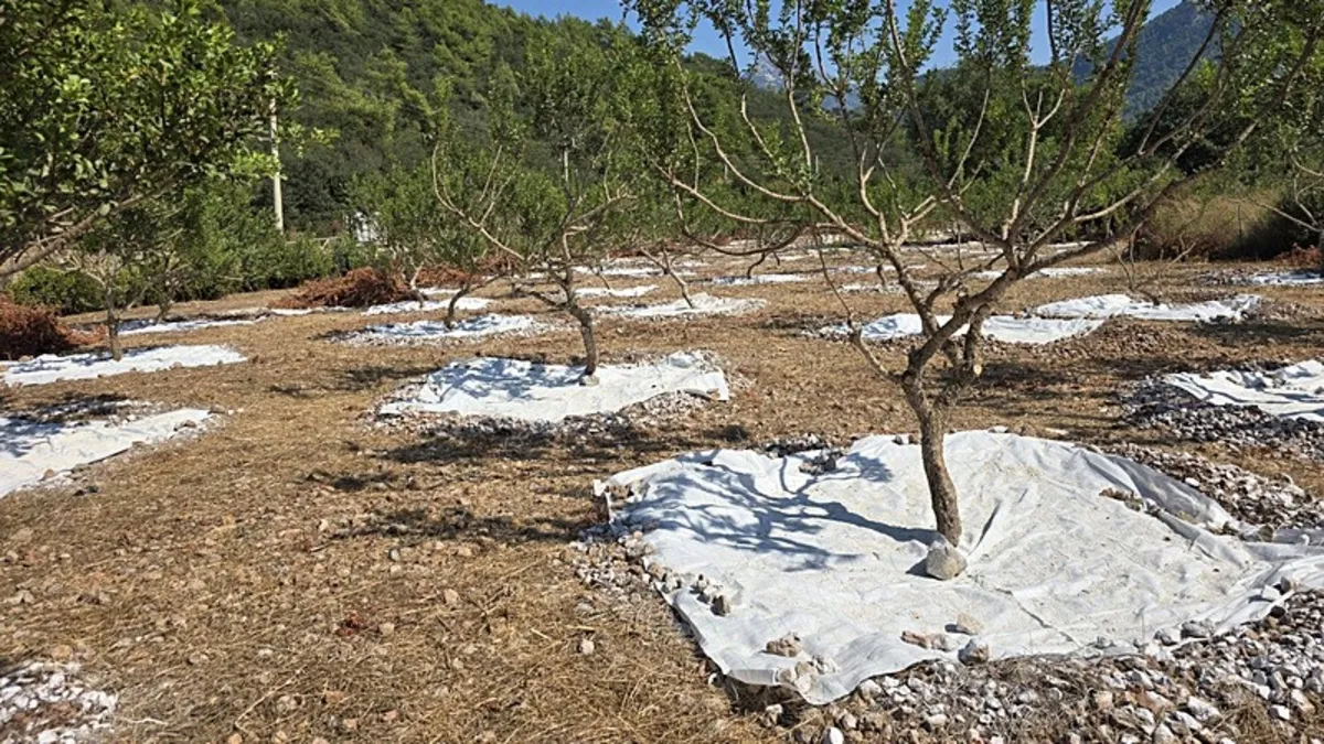 Muğla'da 11 yıl sonra hasat başladı: Kilosu 35 bin liradan alıcı buluyor