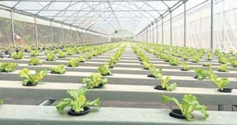 Bursa’nın sebzeleri Afrika’da yetiştiriliyor