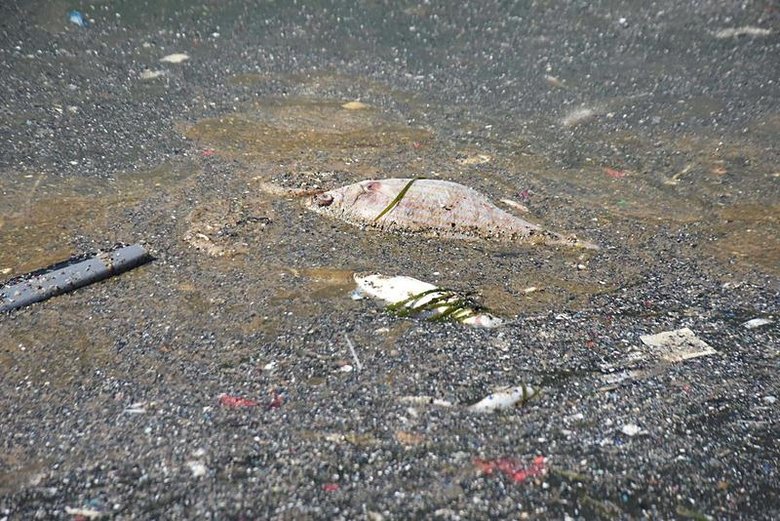 İzmir Körfezi için düzenlenen zirvede neler konuşuldu? Bilim insanları hangi önerilerde bulundu?