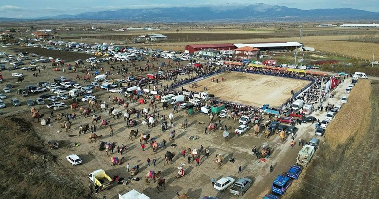 Şampiyon develer Tavas’ta kozlarını paylaştı