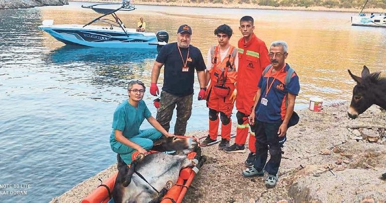 Serengil’den yaralı hayvana yardım eli