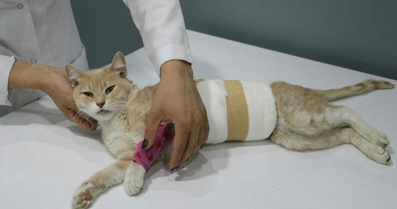 Yaralı olarak bulunan kedide ’cinsel saldırı’ şüphesi