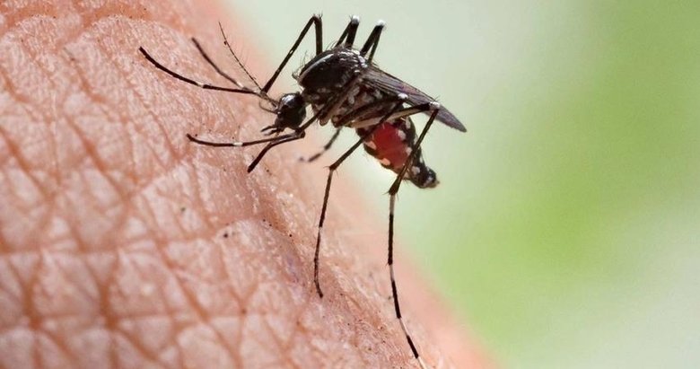 Uzman isimden sivrisinek uyarısı: Bu zamana kadar görmediğimiz hastalıklar taşıyorlar